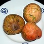 Image result for Jamaican Custard Apple Fruit
