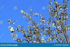 Image result for Romantic Apple Tree