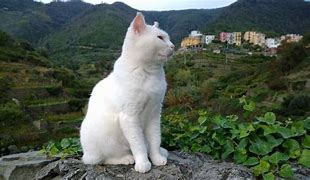 Image result for White Cat Scream Meme