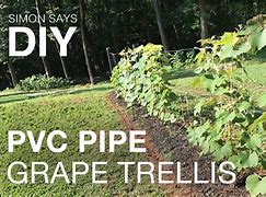 Image result for How to Build a Grape Vine Trellis