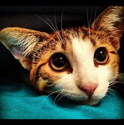 Image result for Hilarious Cat Pictures
