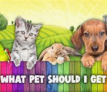 Image result for What Kind of Pet Should I Get