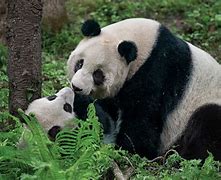 Image result for Giant Panda Reserve in China