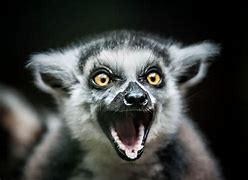 Image result for Happy Lemur