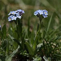 Image result for Myosotis alpestris Ruth Fisher