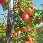Image result for Can You Mix Different Types of Apple Trees