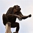 Image result for Strong Bondo Apes