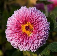 Résultat d’images pour Chrysanthemum Corinna (Indicum-Group)