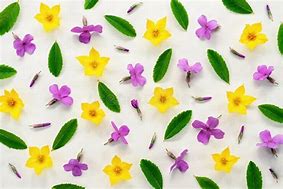 Image result for Green Yellow and Pink Spring