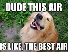 Image result for Super Duper Funny Dog Memes