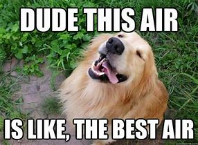 Image result for Dog Meme Air Blast