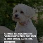 Image result for Small White Dog Breeds