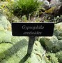 Image result for Gypsophila aretioides
