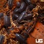 Image result for Dragon Isopods