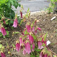 Campanula Elizabeth に対する画像結果