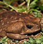 Image result for Biggest Cane Toad
