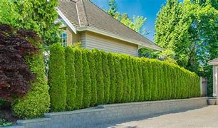 Image result for Green Fence Plants