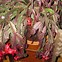 Image result for Christmas Cactus Leaves Are Shriveled