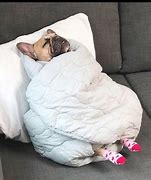 Image result for Dog Wrapped in Blanket Meme