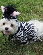 Image result for Cool Dog Costumes for Halloween