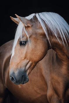 Fotos: Pferde in der Natur I Anna Ibelshäuser | Animal photography wildlife, Wild animals photography, Pretty horses