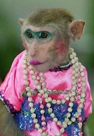 Image result for Funny Monkeys Dressed Up