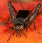 Image result for Field Cricket Insect