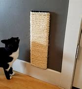 Image result for White Cat Posts