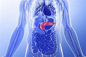 Image result for Pancreas Real