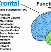 Image result for Human Brain Frontal Lobe