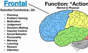 Image result for Brain Anatomy Function