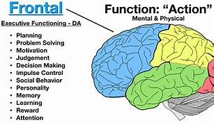 Image result for Frontal Lobe Brain Anatomy