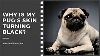 Image result for Pug Skin Problems Pictures