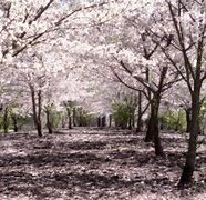 Sakura Cherry Blossom 的图像结果