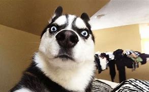 Image result for Funny Husky Dogs