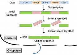 Image result for Exon Diagram