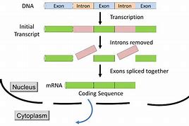 Image result for Exon Diagram