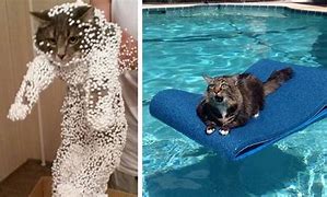 Image result for Spa Day Funny Cat Memes