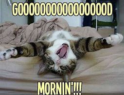 Image result for Cat Says Morning Meme