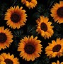 Image result for Sunflowers 8K Wallpaper