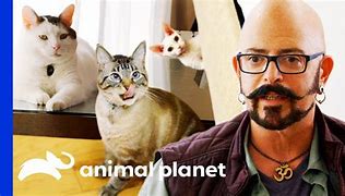 Image result for My Cat From Hell Jackson Galaxy