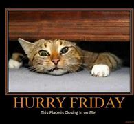 Image result for Happy Friday Eve Cat
