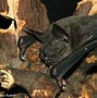Image result for Bulldog Bat