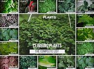 Image result for Vine Plant Post Types
