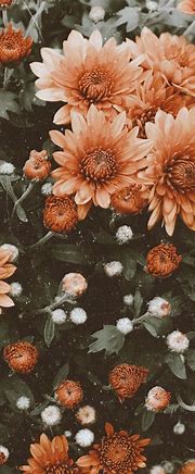 Image result for Fall Flowers iPhone Wallpaper
