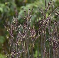 Image result for Andropogon gerardii Darkhawks