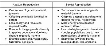 Image result for Asexual Reproduction Chart