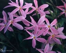 Image result for Phlox adsurgens Wagon Wheel