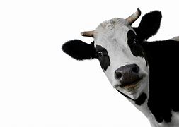 Image result for Cow Staring at Camera Meme