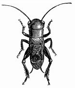 Image result for Cricket Bug Clip Art